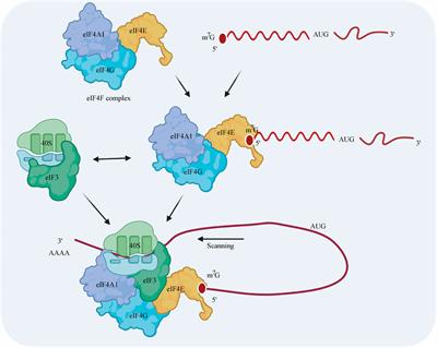 Expression and Functional Roles of Eukaryotic Initiation Factor 4A Family Proteins in Human Cancers